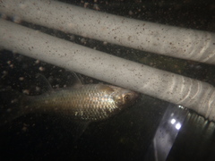 Osteochilus vittatus