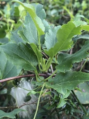 Clematis