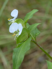 Commelina erecta erecta