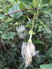 Clematis