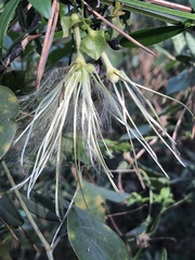 Clematis