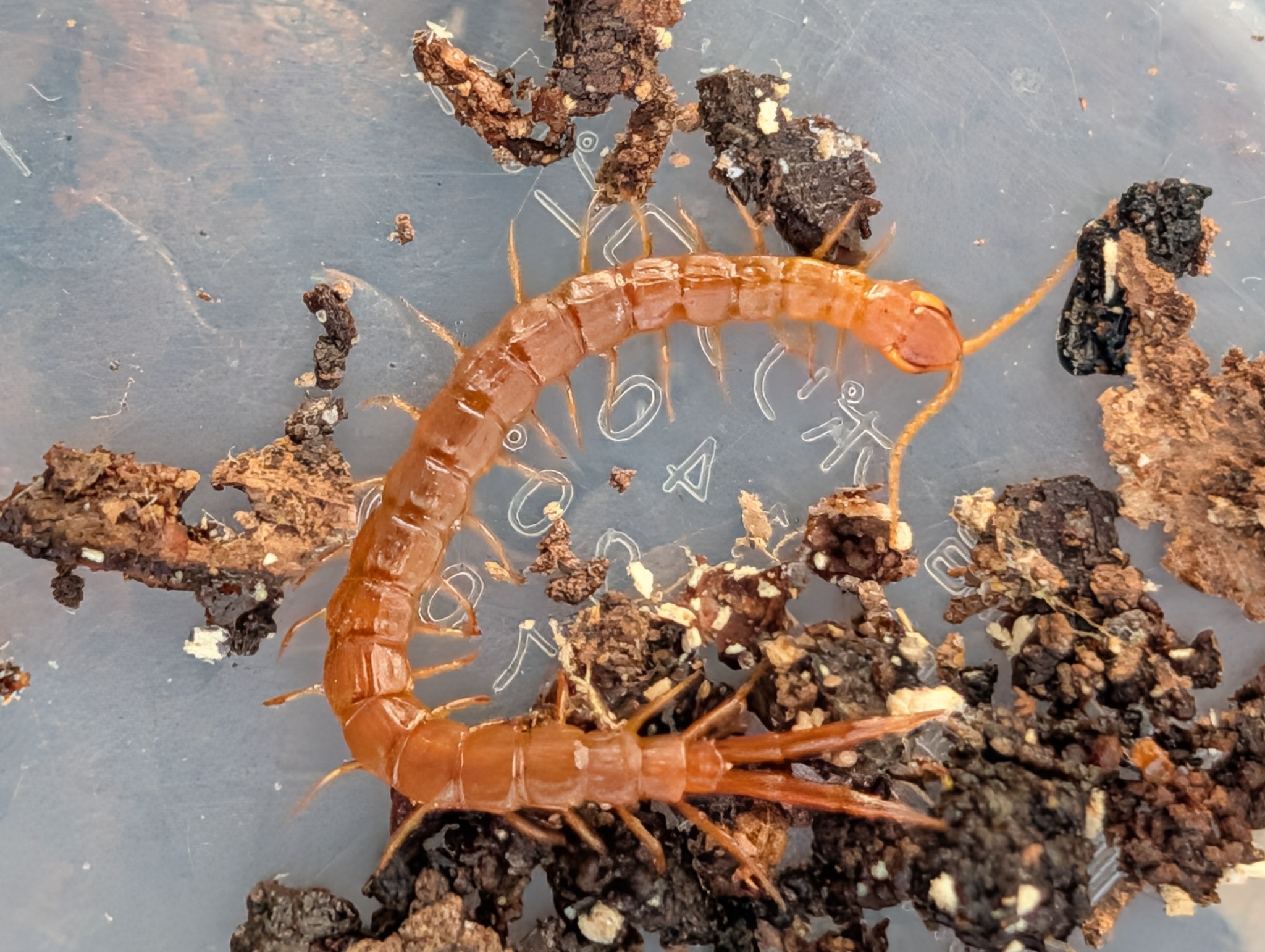 Cryptops anomalans Newport, 1844