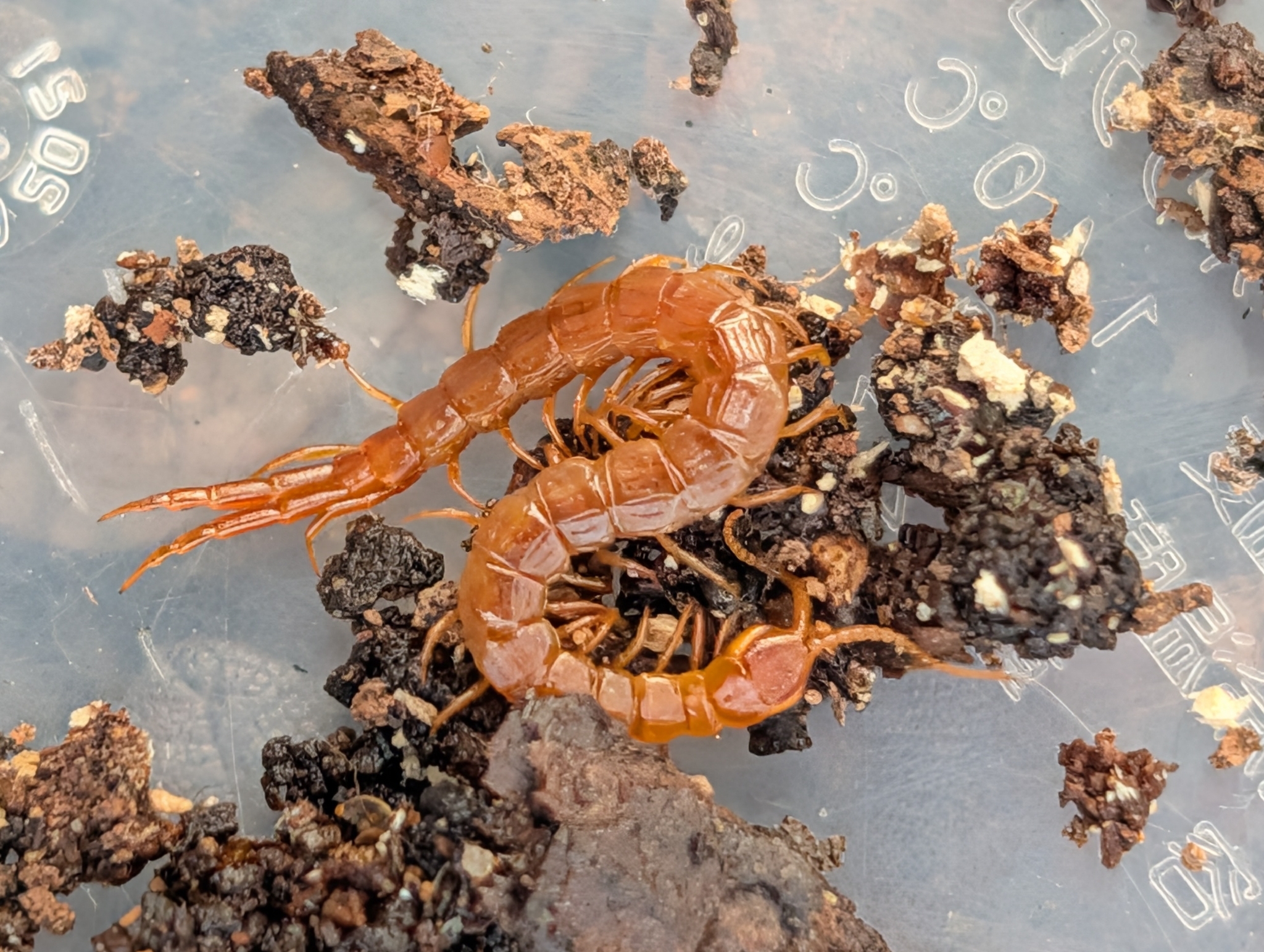 Cryptops anomalans Newport, 1844