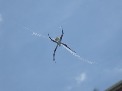 Argiope modesta