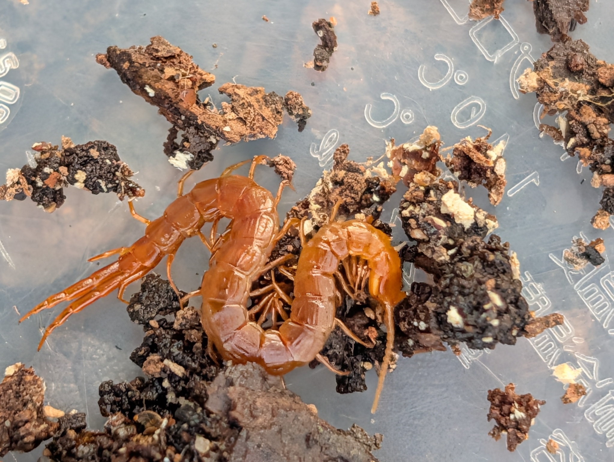 Cryptops anomalans Newport, 1844