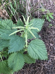 Urtica membranacea