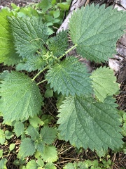 Urtica membranacea