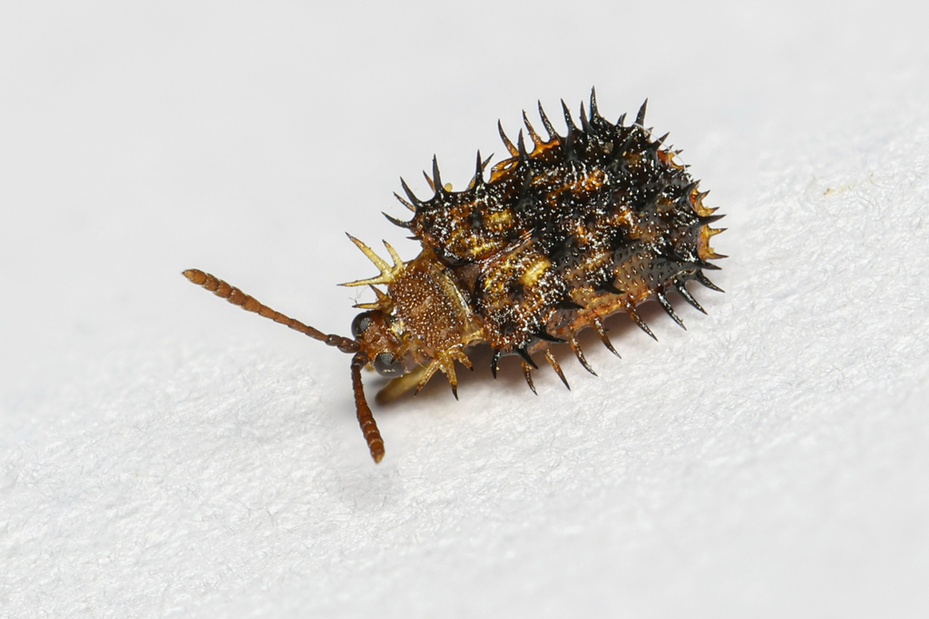 Dactylispa lenta