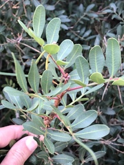 Pistacia lentiscus