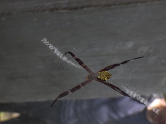 Argiope appensa