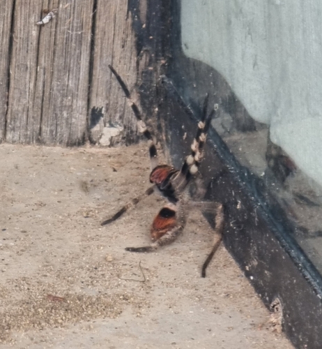 Brazilian wandering spider