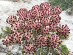Annesorhiza macrocarpa
