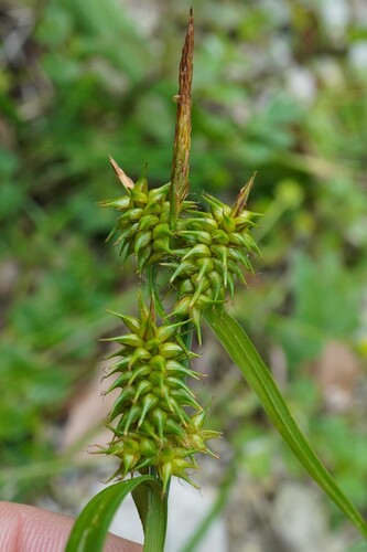 yellow-green sedge (Carex flava)