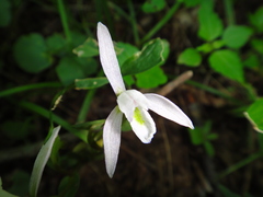 Triphora trianthophoros trianthophoros