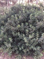 Pistacia lentiscus