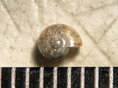 Glyphyalinia