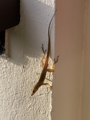 Anolis acutus