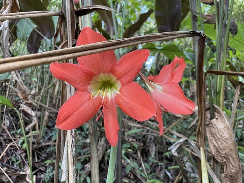 Amaryllis