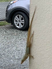 Anolis acutus