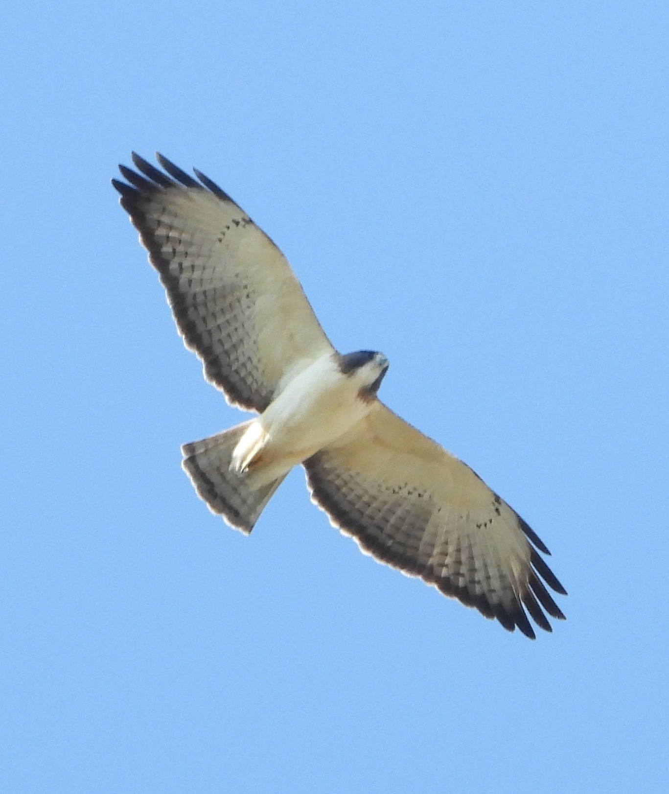 Short-tailed Hawk (Buteo brachyurus), photo 3