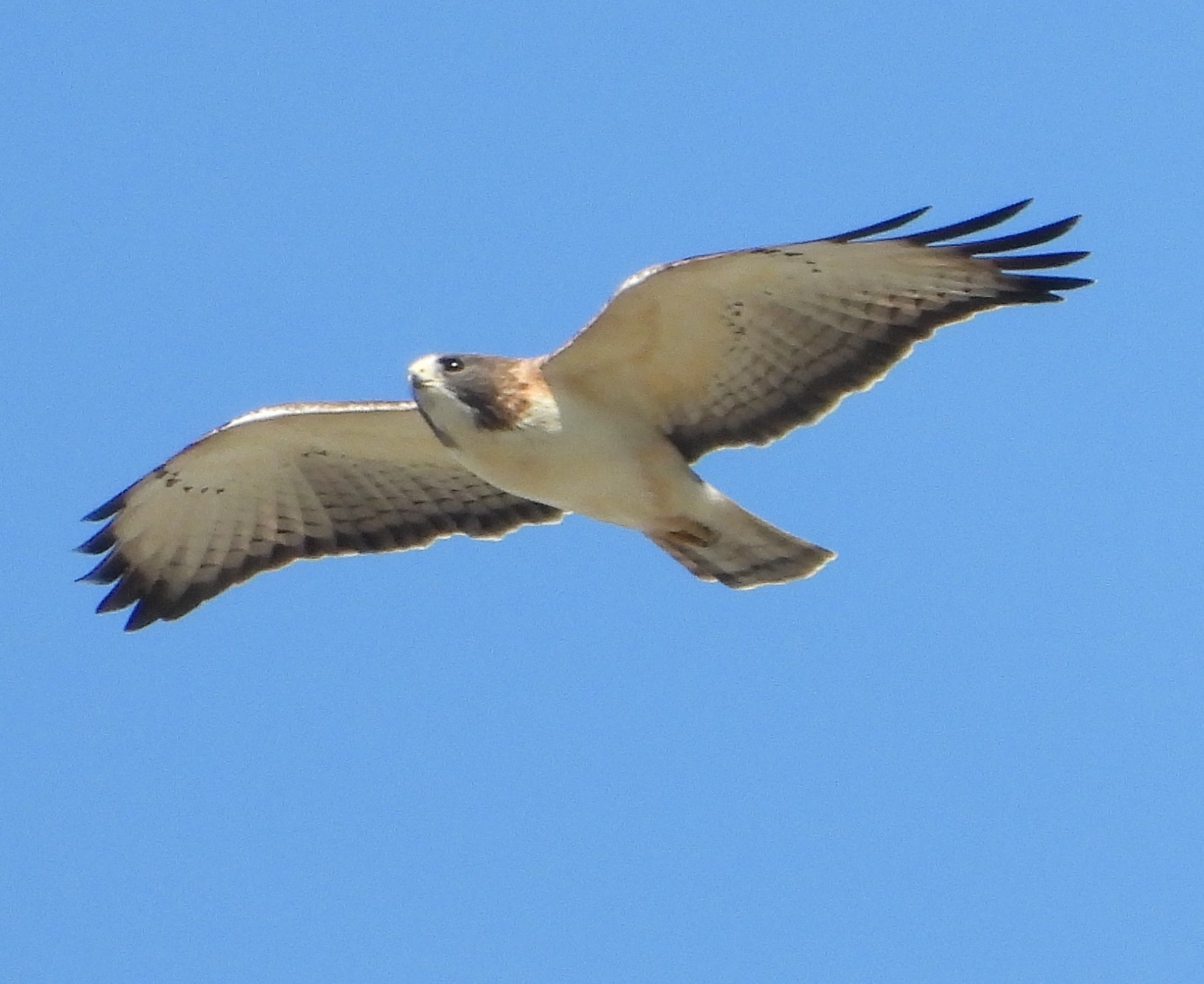Short-tailed Hawk (Buteo brachyurus), photo 4