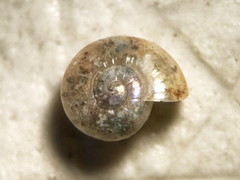 Glyphyalinia