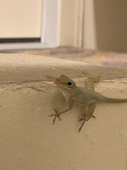 Anolis acutus