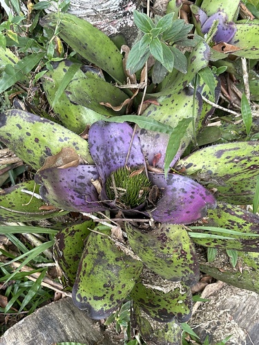 Neoregelia concentrica, photograph 2