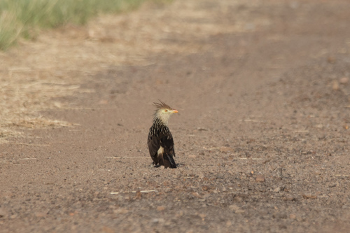 Guira Cuckoo (Guira guira), photo 5