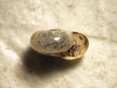 Glyphyalinia