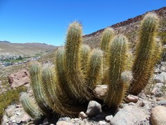 Oreocereus leucotrichus
