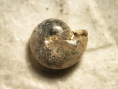 Glyphyalinia