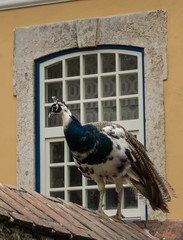 Pavo