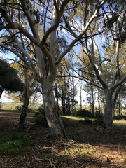 Eucalyptus