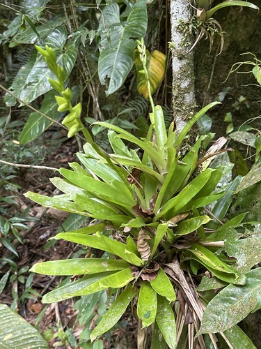 Vriesea unilateralis