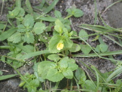 Mecardonia procumbens