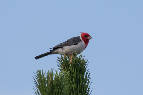 Red-crested Cardinal (Paroaria coronata), photo 6