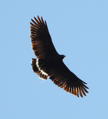 Common Black Hawk (Buteogallus anthracinus), photo 4