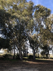 Eucalyptus
