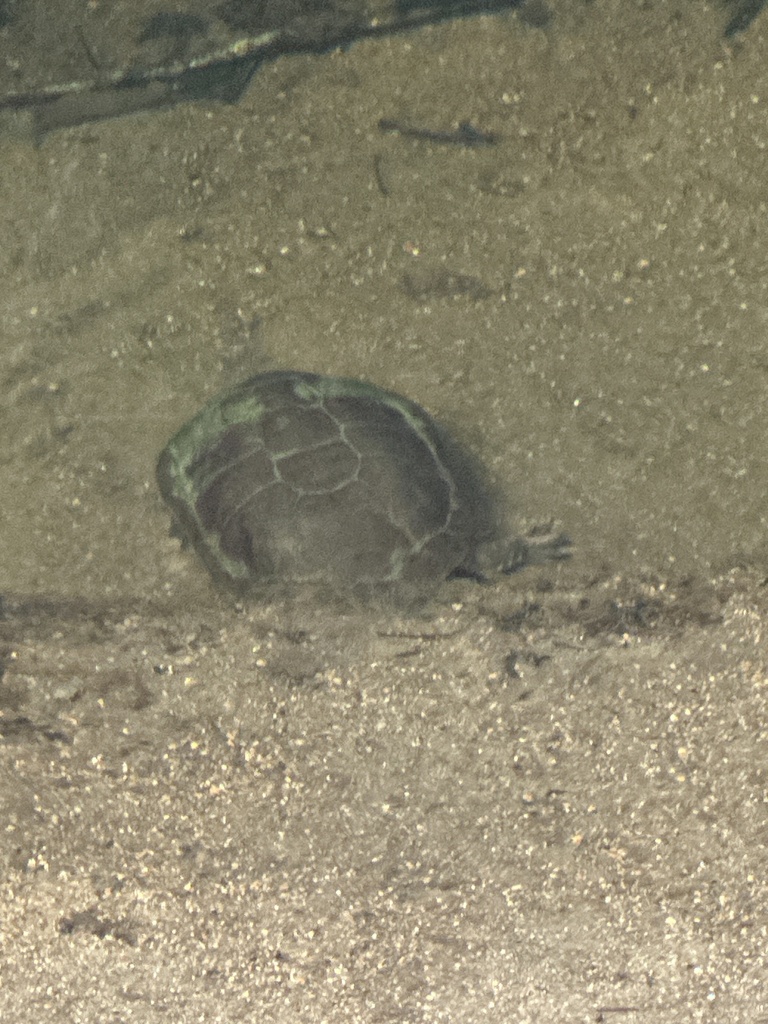 Brazilian Snake-necked Turtle
