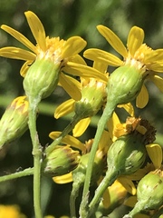 Senecio laevigatus