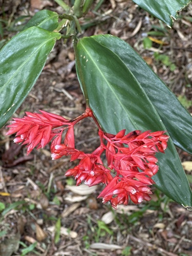 Stromanthe