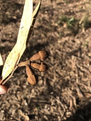 Eucalyptus