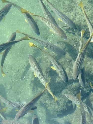 Common yellowtail croaker (Umbrina xanti) — Sciaenidae — 3