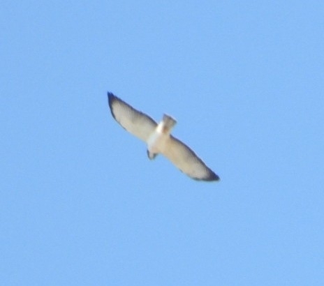 Short-tailed Hawk (Buteo brachyurus), photo 8