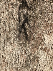 Eucalyptus