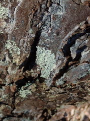 Parmeliopsis ambigua