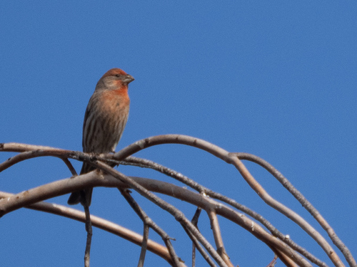 House Finch