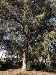 Eucalyptus