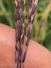 Andropogon appendiculatus
